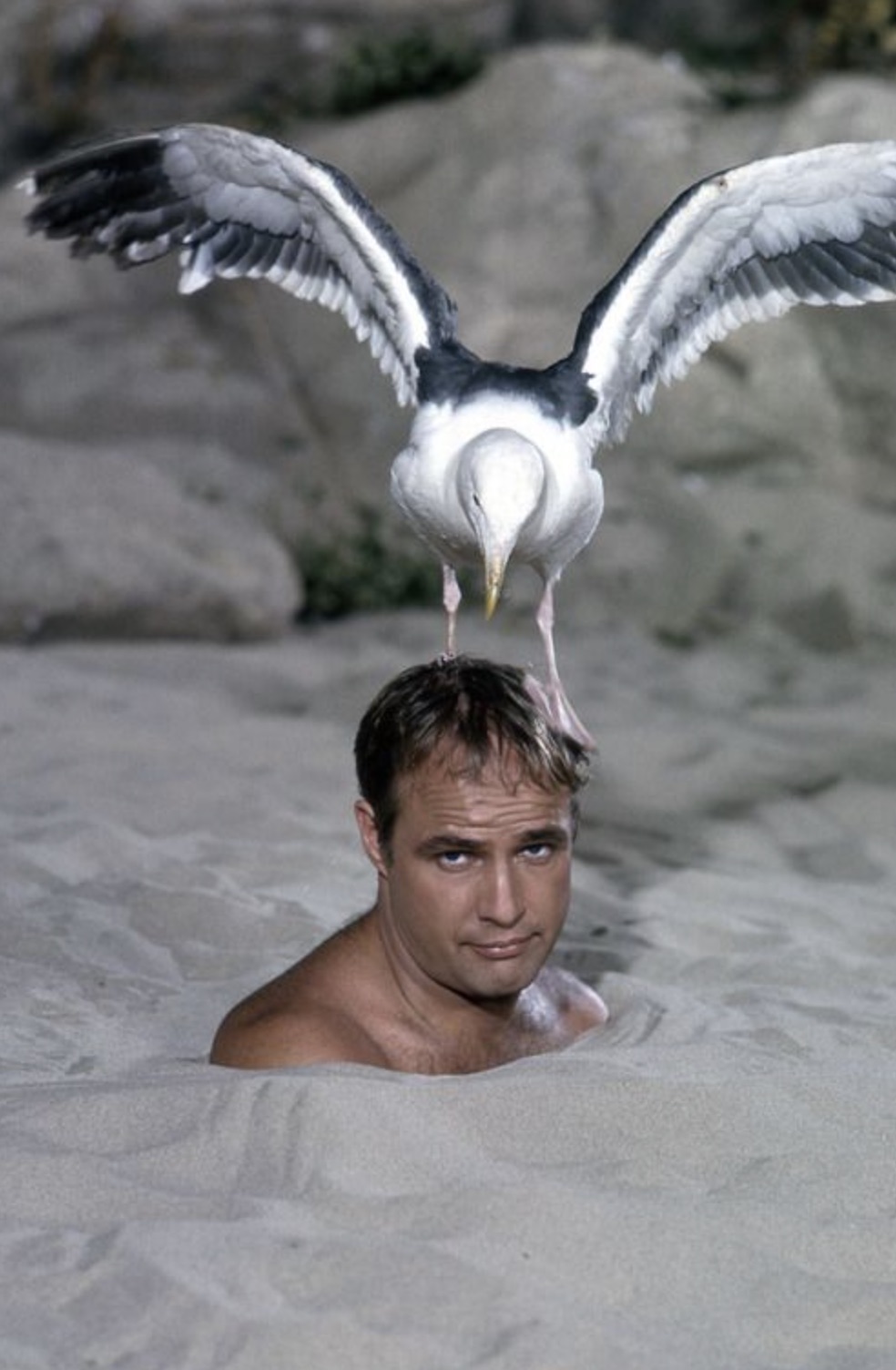 Brando claimed he could imitate almost any animal 